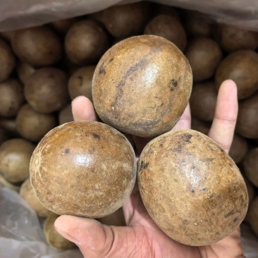 罗汉果广西精品大选果规格齐全品质保证价格优惠