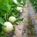 精品玉菇甜瓜寿光冰淇淋玉菇大量上市对接全国市场商超