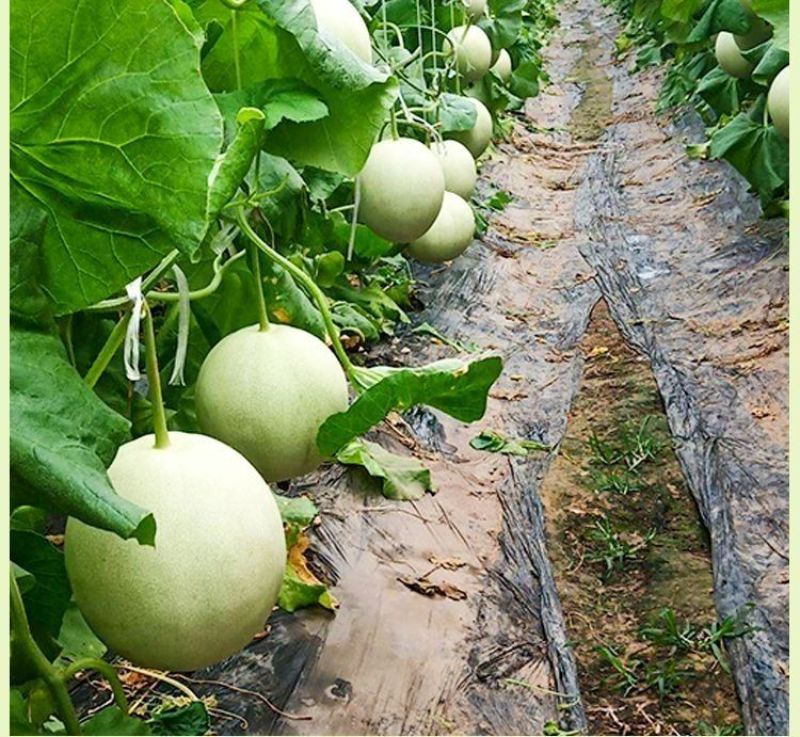 精品玉菇甜瓜寿光冰淇淋玉菇大量上市对接全国市场商超