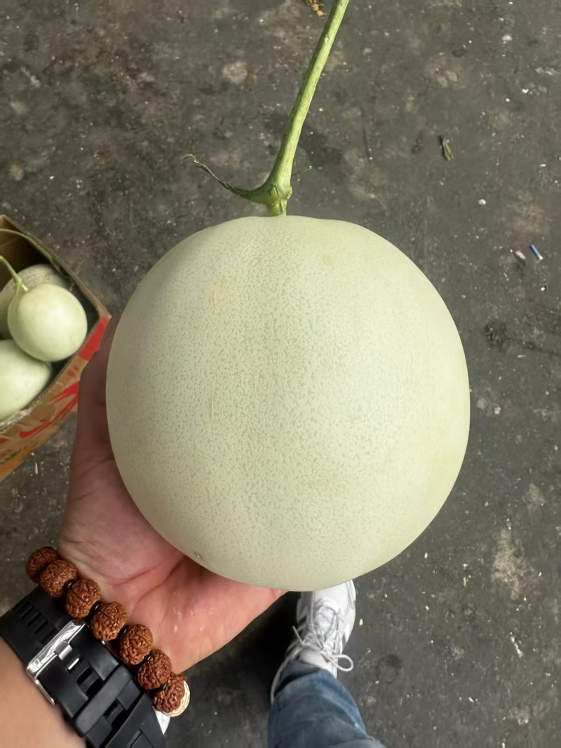 精品玉菇甜瓜寿光冰淇淋玉菇大量上市对接全国市场商超