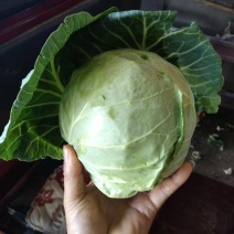 高原夏菜暖棚精品