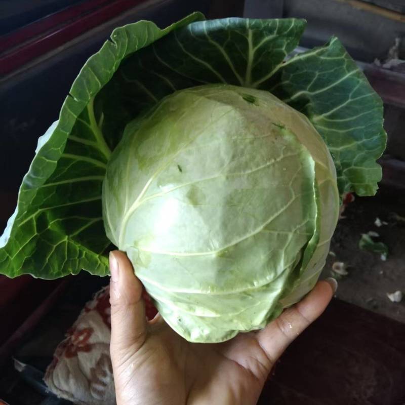 高原夏菜暖棚精品