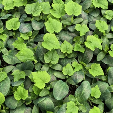 山东聊城黄瓜苗嫁接黄瓜苗产量高种苗一手货源现挖