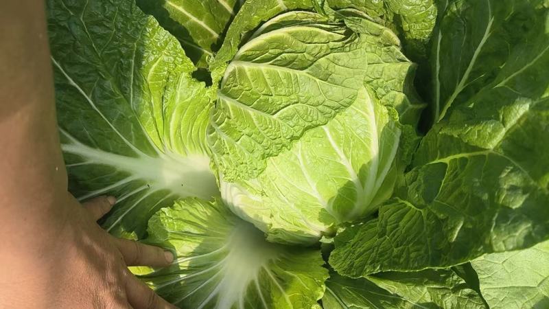 青岛平度黄心白菜大量接单产地直发量大从优欢迎来电