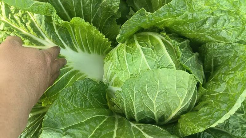 青岛平度黄心白菜大量接单产地直发量大从优欢迎来电