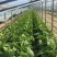 青岛平度黄心白菜大量接单产地直发量大从优欢迎来电