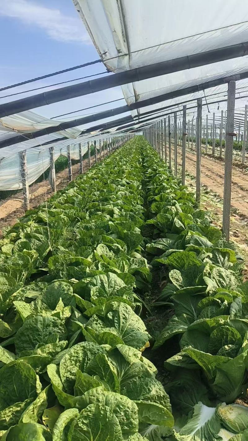 青岛平度黄心白菜大量接单产地直发量大从优欢迎来电