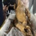 卤鹅全熟可地摊商超餐饮可视频看货现货供应