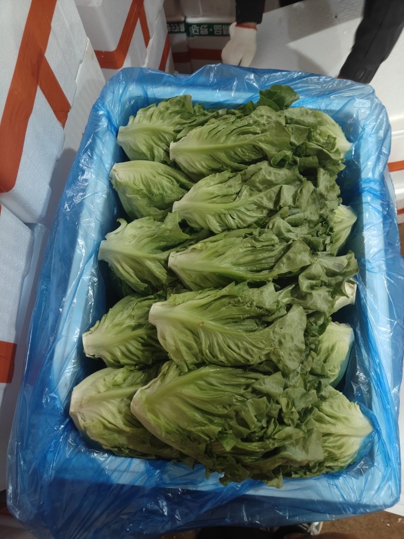 罗马生菜，意大利生菜货源充足量大从优质量保证欢迎咨询