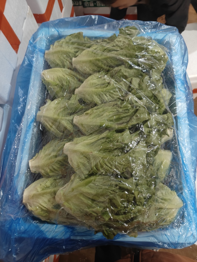 罗马生菜，意大利生菜货源充足量大从优质量保证欢迎咨询