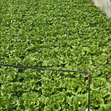 罗马生菜，意大利生菜货源充足量大从优质量保证欢迎咨询