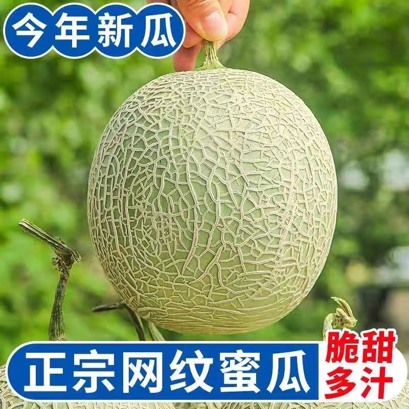 山东寿光网纹瓜厚皮甜瓜货量充足支持一件代发甜瓜