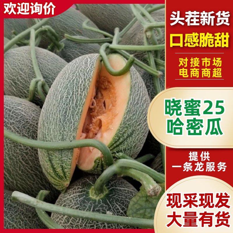 晓蜜25哈密瓜山东寿光甜瓜大量上市脆甜多汁品种齐全
