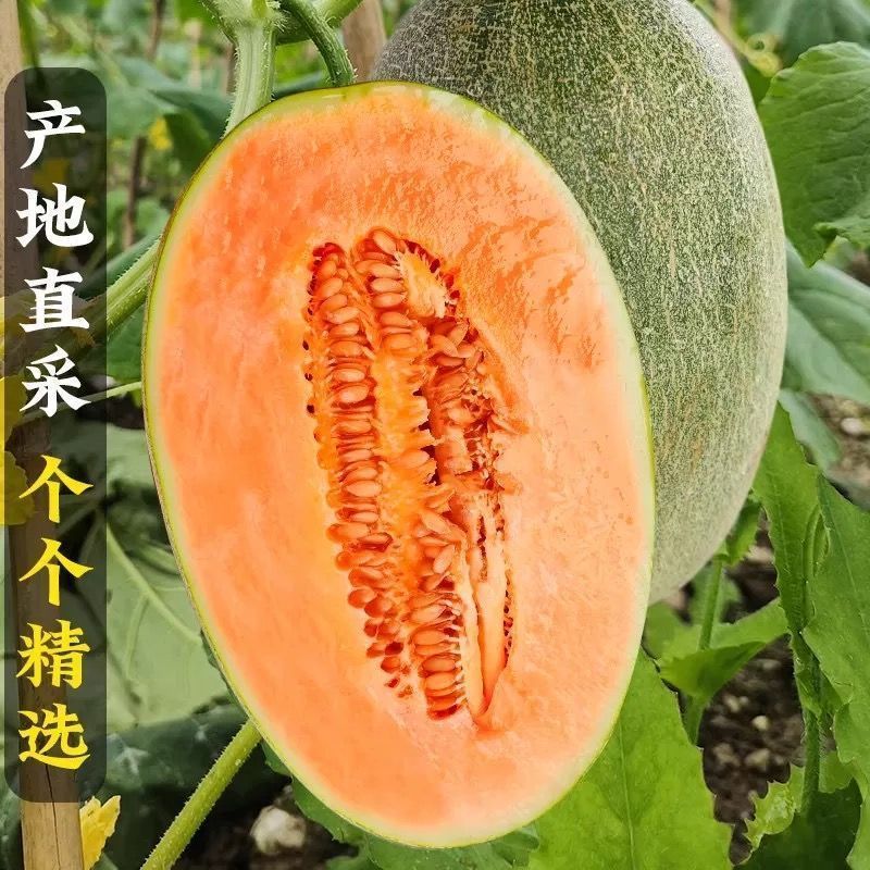 晓蜜25哈密瓜山东寿光甜瓜大量上市脆甜多汁品种齐全