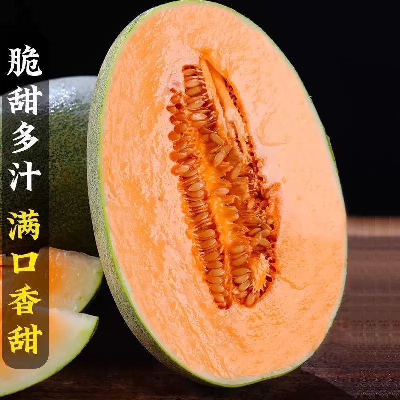 晓蜜25哈密瓜山东寿光甜瓜大量上市脆甜多汁品种齐全