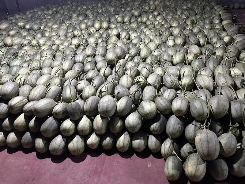 晓蜜25哈密瓜山东寿光甜瓜大量上市脆甜多汁品种齐全