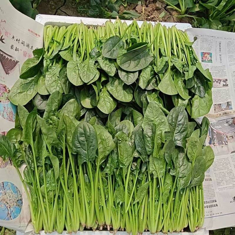 全年供应菠菜山东内蒙张北3大产区全年不断货专业泡沫箱菠菜