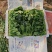 全年供应菠菜山东内蒙张北3大产区全年不断货专业泡沫箱菠菜