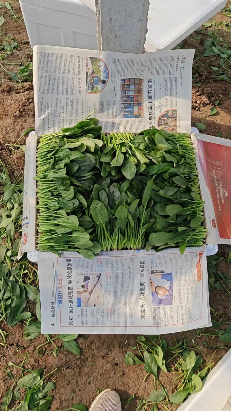 全年供应菠菜山东内蒙张北3大产区全年不断货专业泡沫箱菠菜
