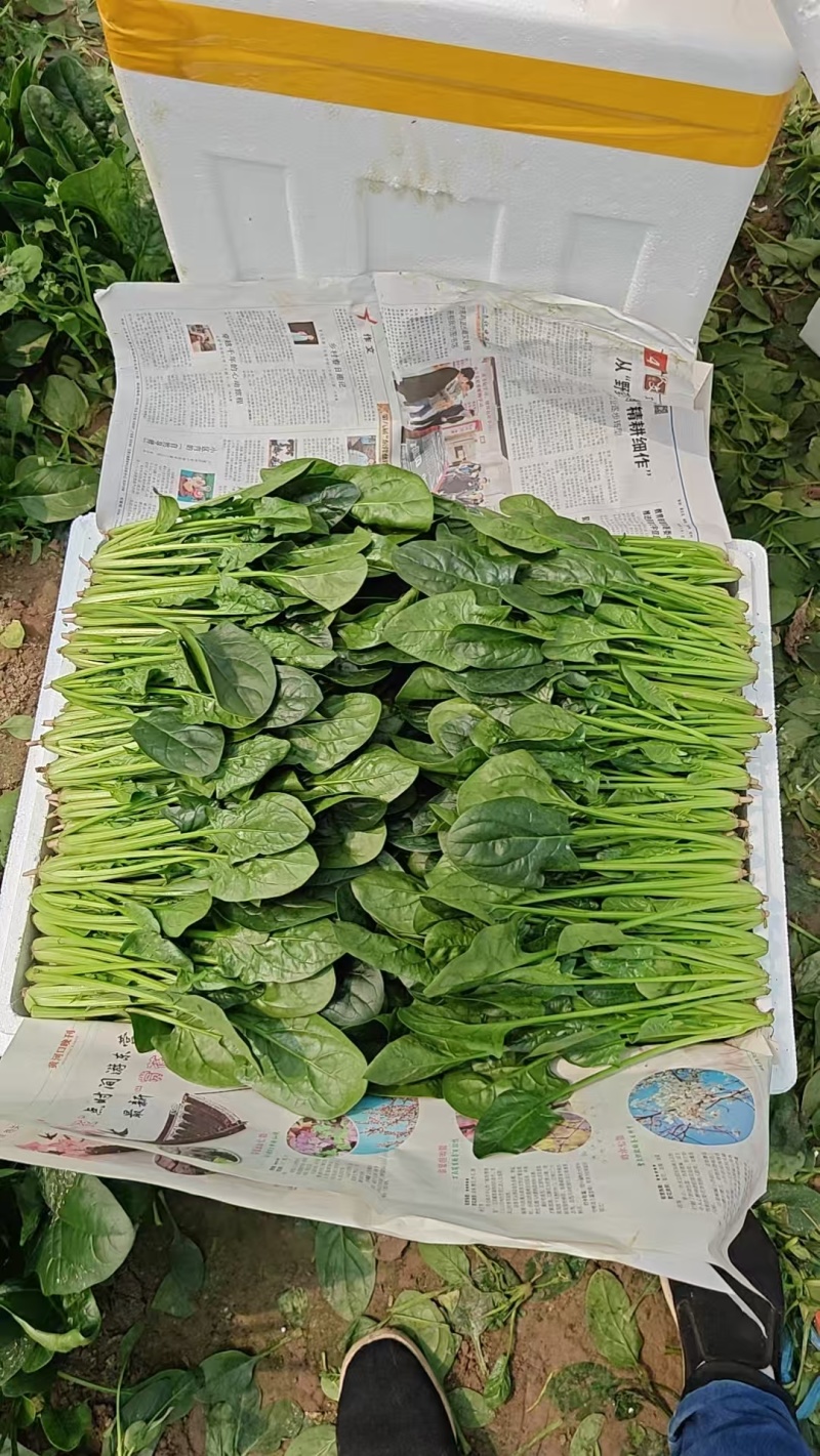 全年供应菠菜山东内蒙张北3大产区全年不断货专业泡沫箱菠菜