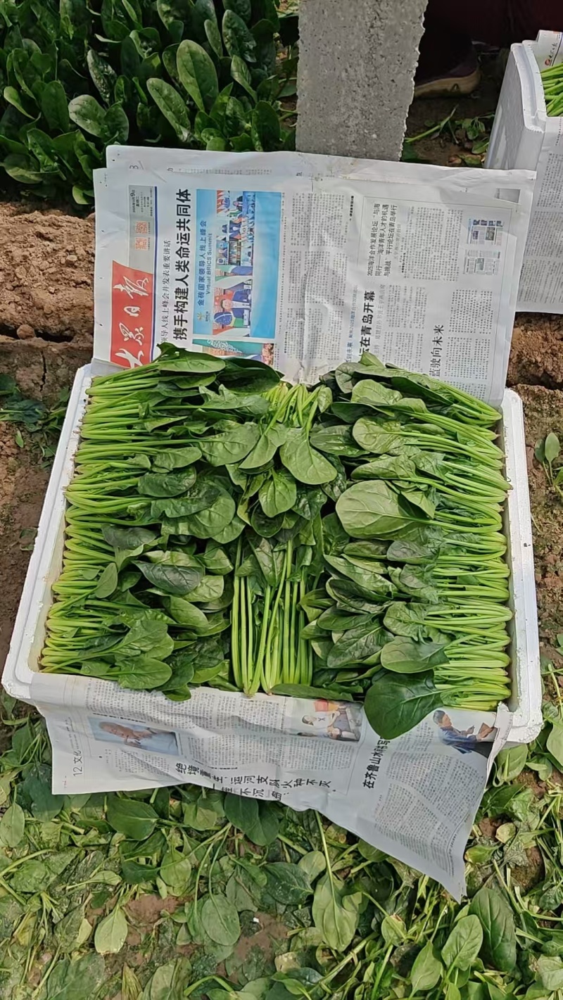 全年供应菠菜山东内蒙张北3大产区全年不断货专业泡沫箱菠菜