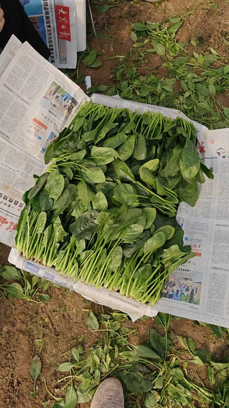 全年供应菠菜山东内蒙张北3大产区全年不断货专业泡沫箱菠菜