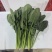 全年供应菠菜山东内蒙张北3大产区全年不断货专业泡沫箱菠菜