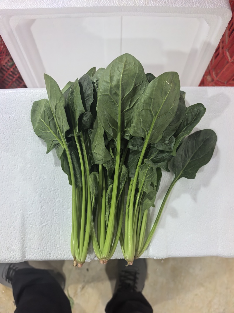 全年供应菠菜山东内蒙张北3大产区全年不断货专业泡沫箱菠菜
