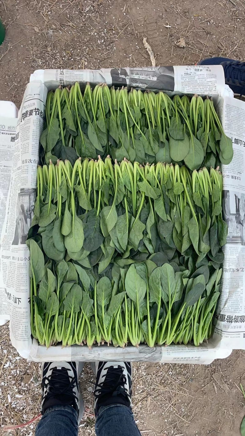 全年供应菠菜山东内蒙张北3大产区全年不断货专业泡沫箱菠菜