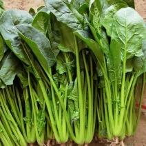 山东滨州大叶菠菜可视频看货专业工人质量保证全年不断货