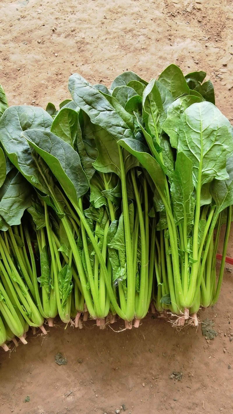 全年供应菠菜山东内蒙张北3大产区全年不断货专业泡沫箱菠菜