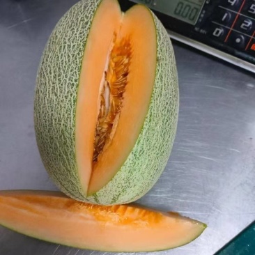 海南哈密瓜