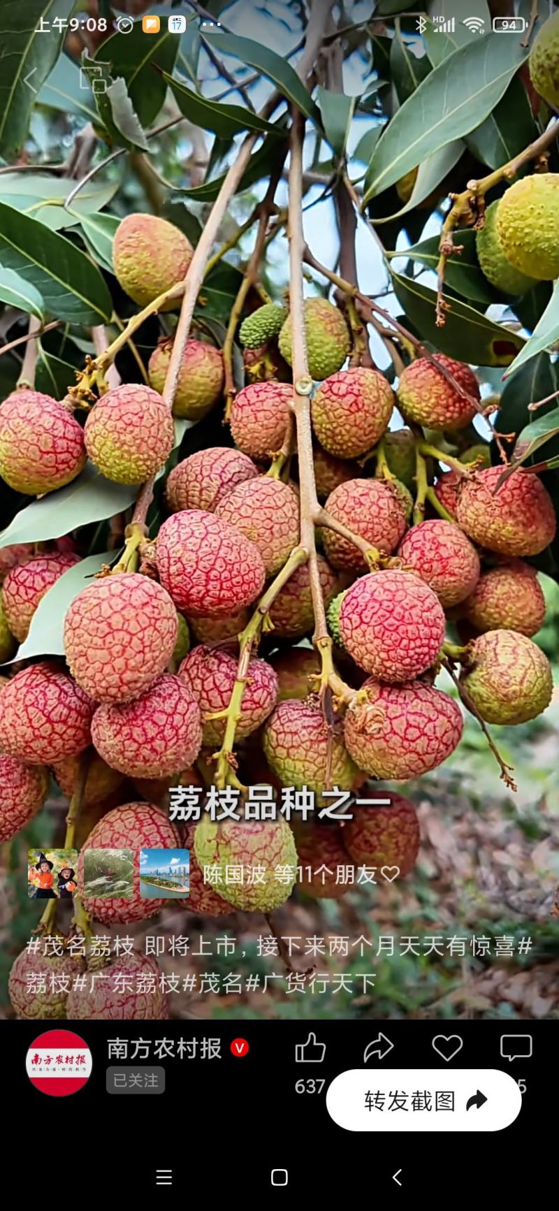 正宗荔枝产地800亩茂名科技一号早熟荔技新鲜上市