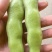 湖北老河口蚕豆香蕉蚕豆基地直供量大从优欢迎联系联