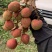 田头仓茂名荔枝供应链一件代发批量供货产地直发