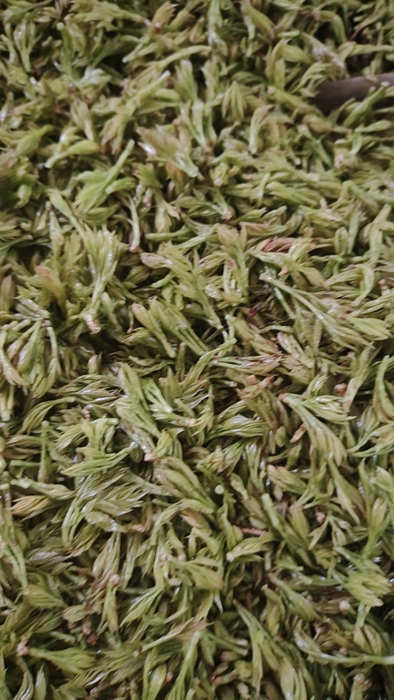 永顺莓茶，联系我电话和微***********