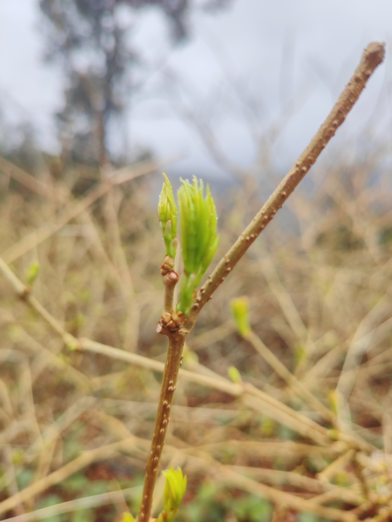 永顺莓茶，联系我电话和微***********