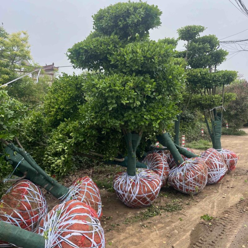 造型卫矛