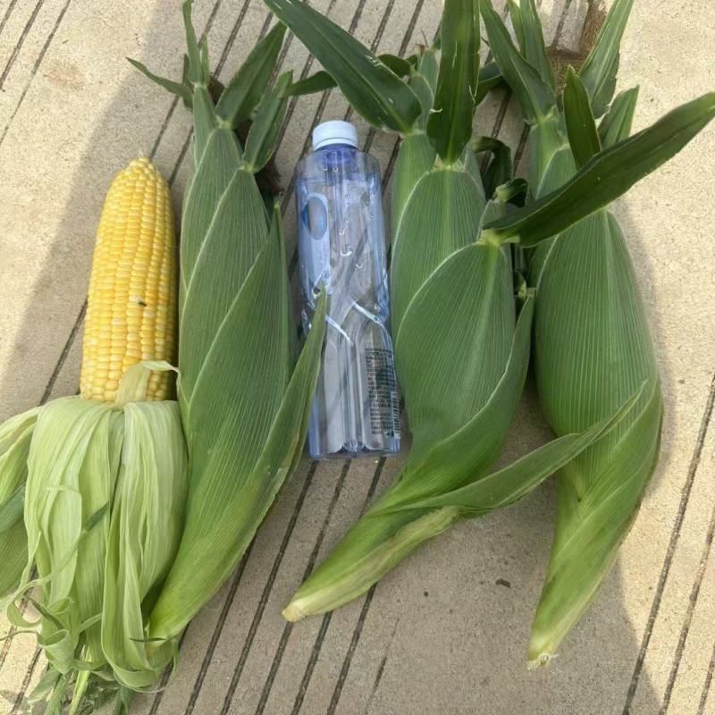 太阳花玉米甜玉米水果玉米产地直发，一手货源。