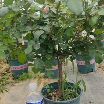 加仑杯棒棒糖月季，基地直发！全国发货，量大从优，诚信经营