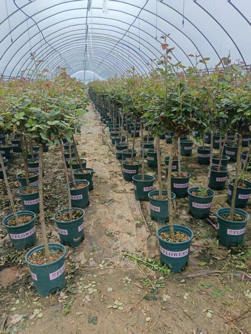 加仑杯棒棒糖月季，基地直发！全国发货，量大从优，诚信经营
