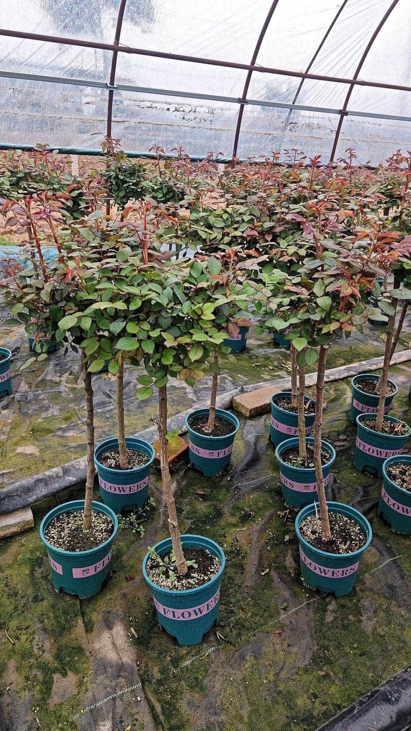 加仑杯棒棒糖月季，基地直发！全国发货，量大从优，诚信经营