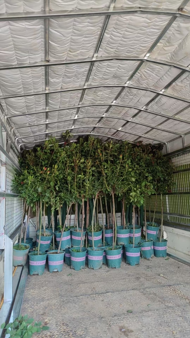 加仑杯棒棒糖月季，基地直发！全国发货，量大从优，诚信经营