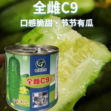 全雌C9号水果黄瓜