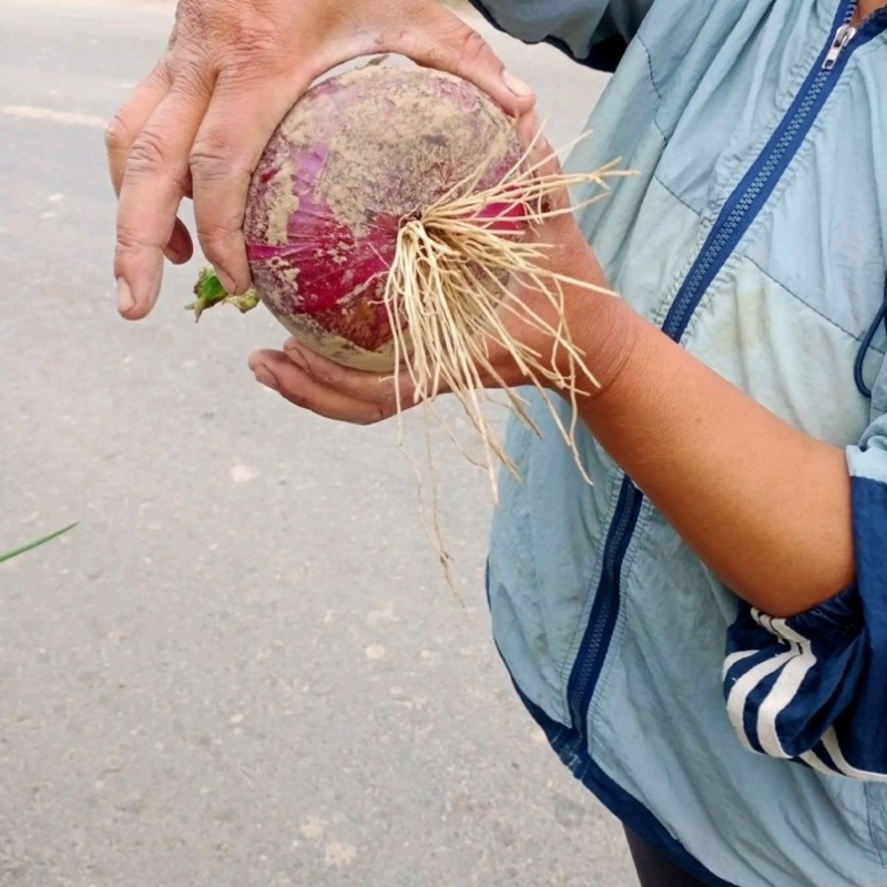 通许2026新洋葱紫皮洋葱价格便宜产地直发量大