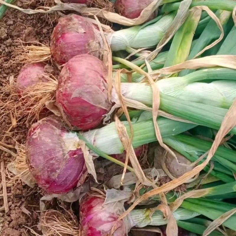 通许2026新洋葱紫皮洋葱价格便宜产地直发量大