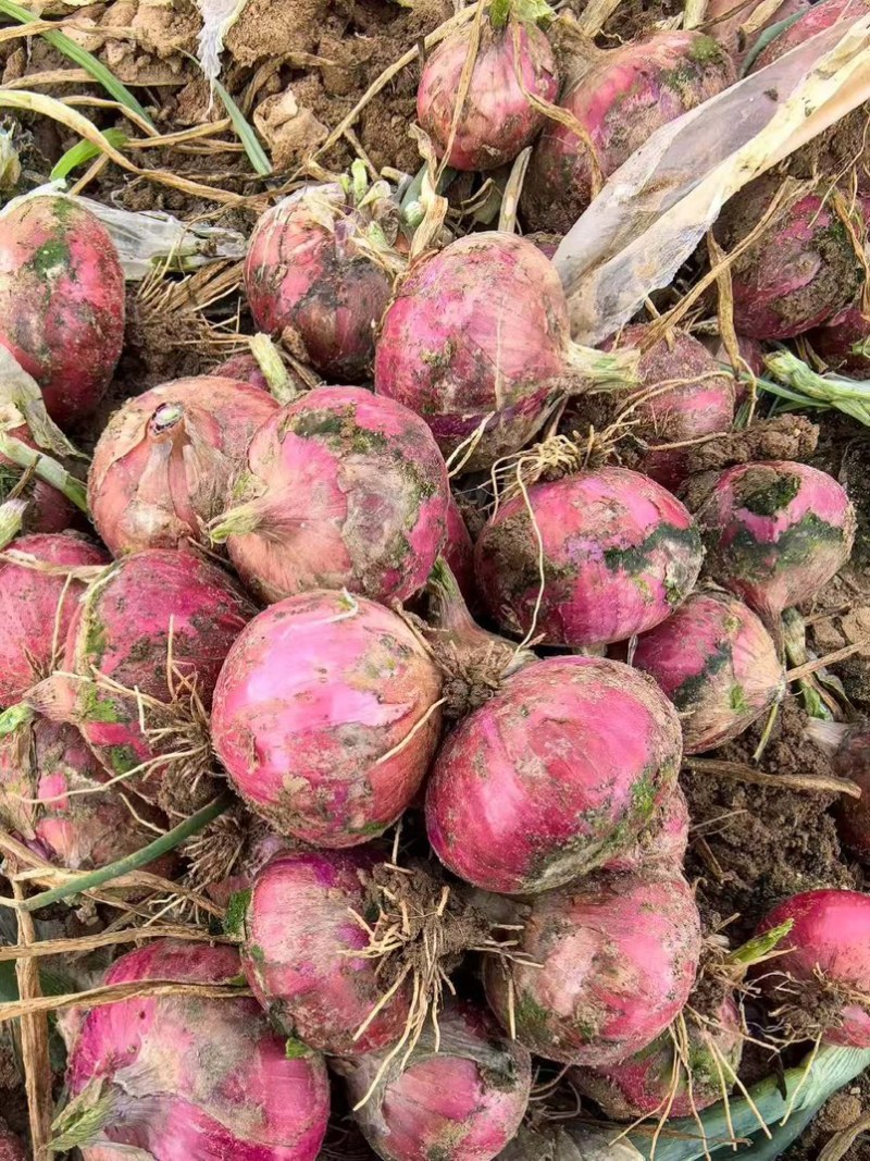 通许2026新洋葱紫皮洋葱价格便宜产地直发量大
