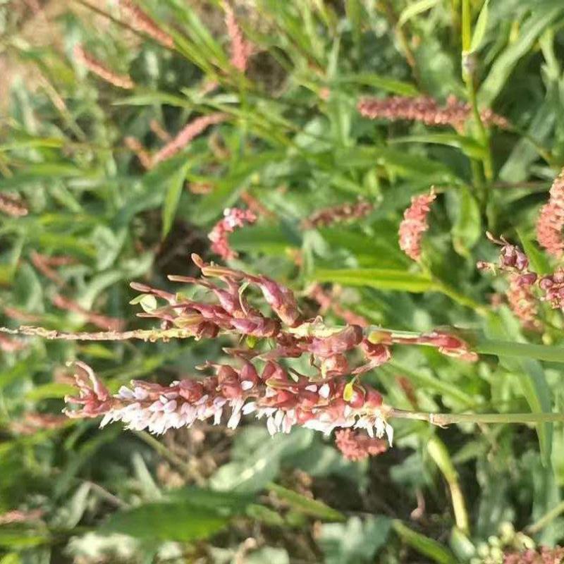 贵州毕节草血竭种子/产地直发/量大从优/货源充足