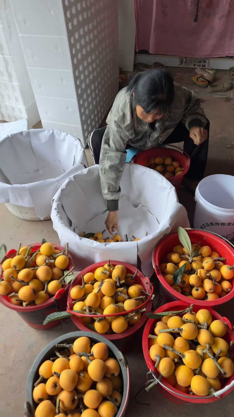 文宫大五星枇杷皮薄肉厚汁多酸甜可口