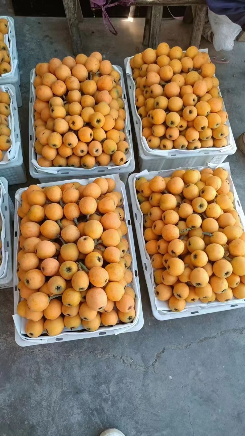 枇杷